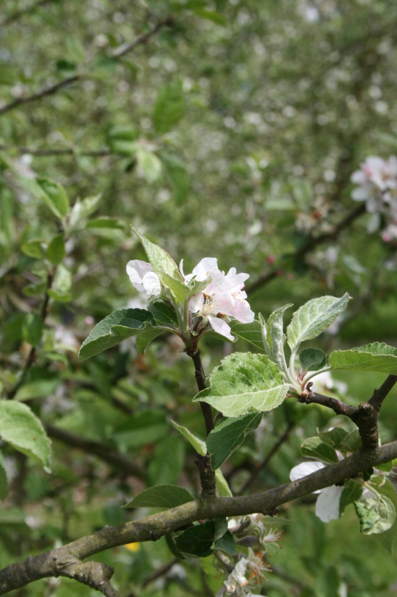 | Info presse | Une floraison 2026 contrastée, reflet d'un cycle ...